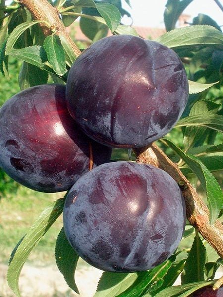 Erik Fidanı Early Queen 120 cm Saksıda