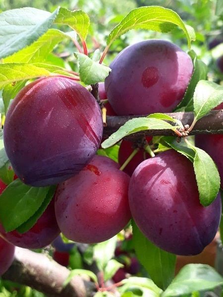 Erik Fidanı Fortuna 120 cm Saksıda