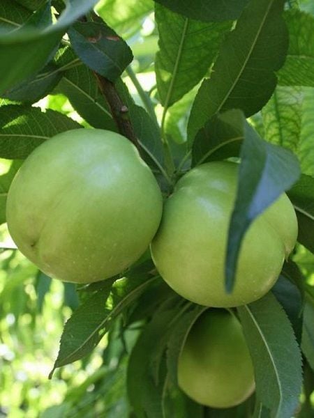 Erik Fidanı Geççi Gölcük Papazı 120 cm Saksıda