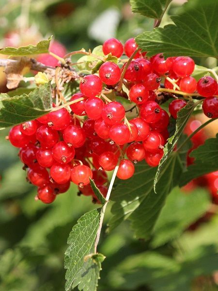 Frenk Üzümü Fidanı Kırmızı Saksıda Ribes rubrum Red Lake