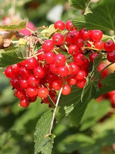 Frenk Üzümü Fidanı Kırmızı Saksıda Ribes rubrum Red Lake
