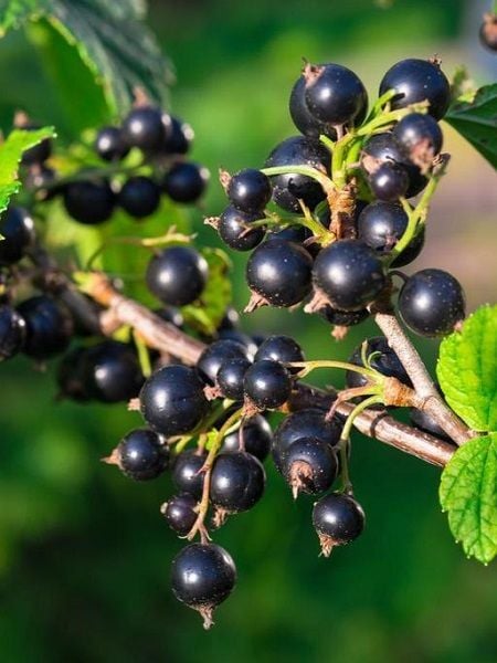 Frenk Üzümü Fidanı Tokat 3 Ribes nigramum Saksıda