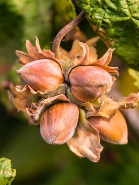 Fındık Fidanı Giresun Yağlısı 60 80 cm Saksıda