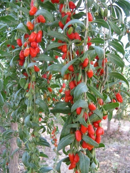 Goji berry Fidanı Kurt Üzümü Kırmızı Red 20 40 cm Saksıda