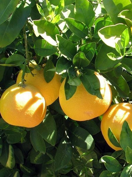 Greyfurt Fidanı Citrus paradisi 3 Yaş 120 cm Saksıda