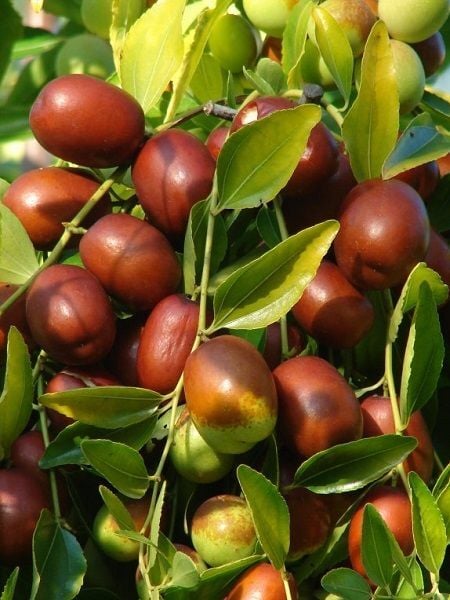 Hünnap Fidanı İri Meyveli Ziziphus jujuba 40 60 cm Saksıda