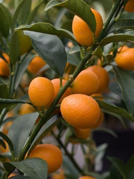 Kamkat Fidanı Citrus fortunella Kumquat 80 100 cm 3 yaş Saksıda