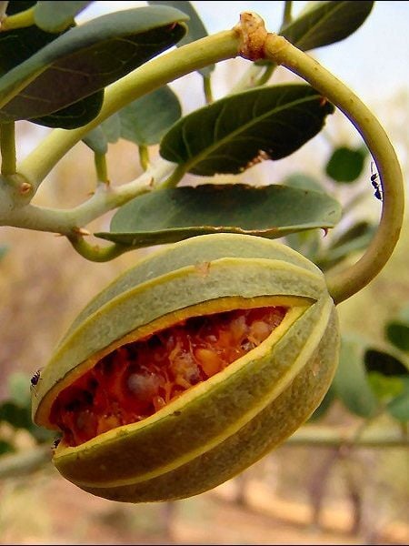 Kapari Fidanı Gebre Otu Capparis spinosa Saksıda