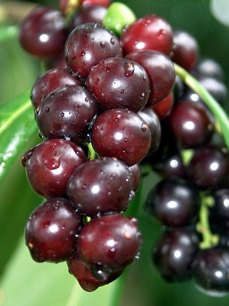 Karayemiş Fidanı Laz Kirazı Prunus laurocerasus Rotundifolia 60 80 cm Saksıda