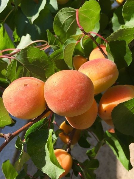 Kayısı Fidanı ŞEKERPARE 120 cm Saksıda