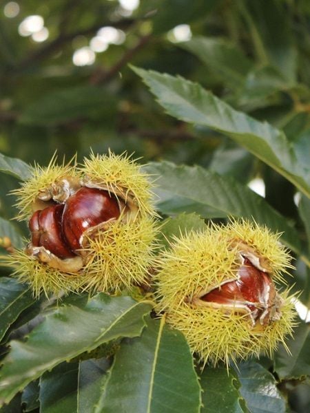 Kestane Fidanı Bursa Sarı Aşı 80 100 cm Saksıda