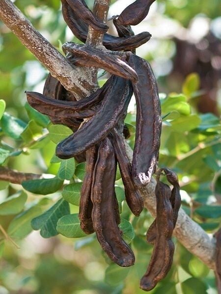 Keçiboynuzu Harnup Fidanı Ceratonia siliqua 80 100 cm Saksıda