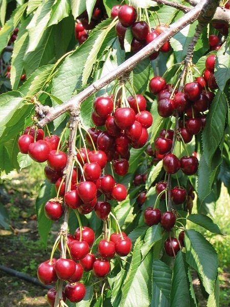 Kiraz Fidanı LAMBERT 120 cm