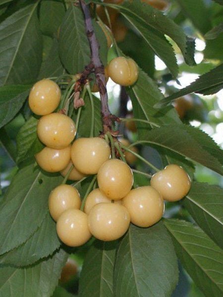 Kiraz Fidanı STARKSGOLD BEYAZ KİRAZ Saksılı