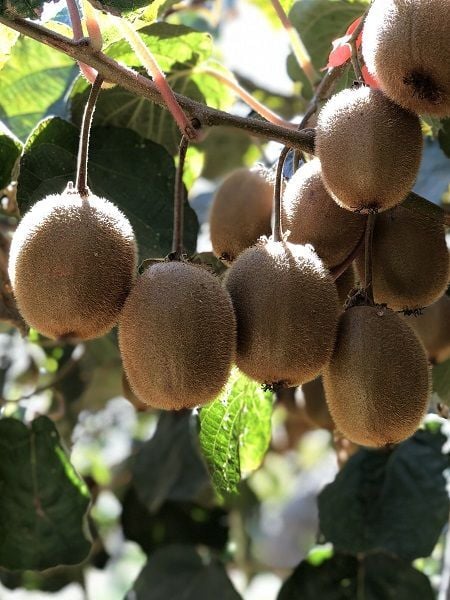 Kivi Fidani HAYWARD DİŞİ 20 40 cm Saksıda