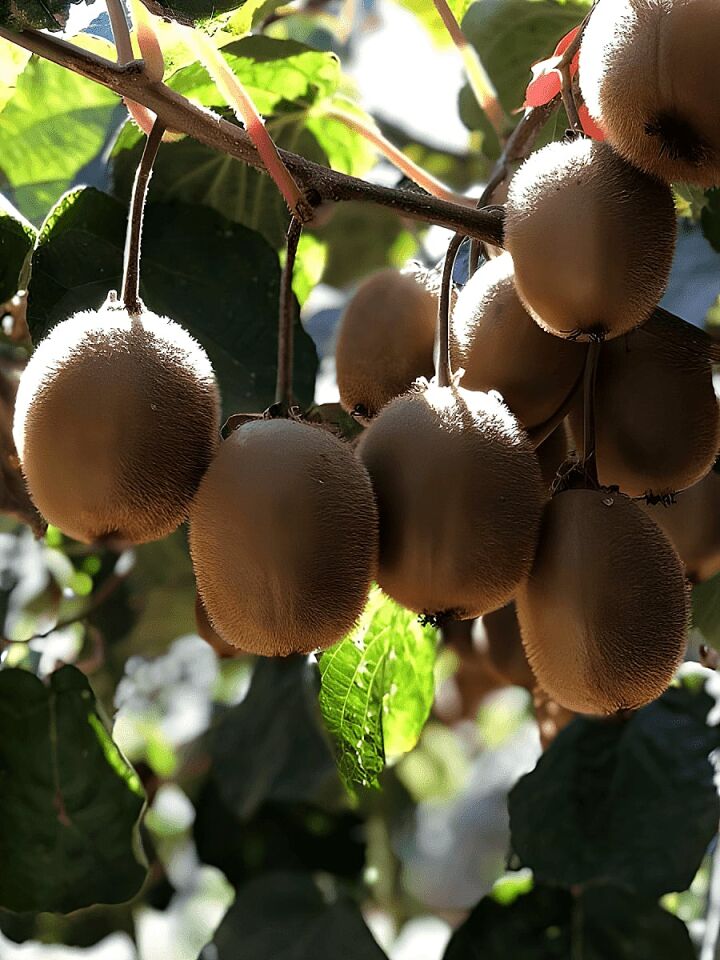 Kivi Fidani Hayward ERKEK 20 40 cm Saksıda