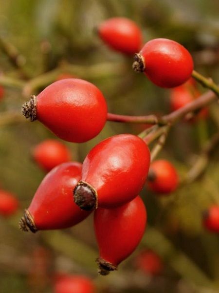 Kuşburnu Fidanı Dikensiz Rosa canina İnermis 40 60 cm Saksıda