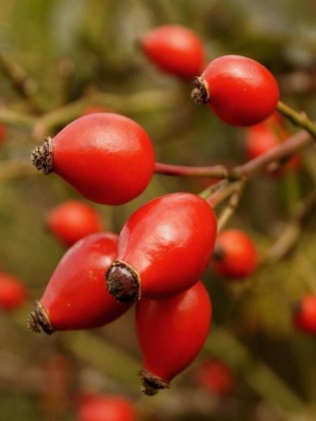 Kuşburnu Fidanı Dikensiz Rosa canina İnermis 40 60 cm Saksıda