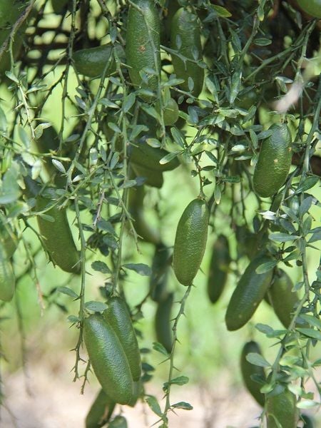 Limon Fidanı Parmak Limon Citrus australasica Finger Lime 60 80 cm