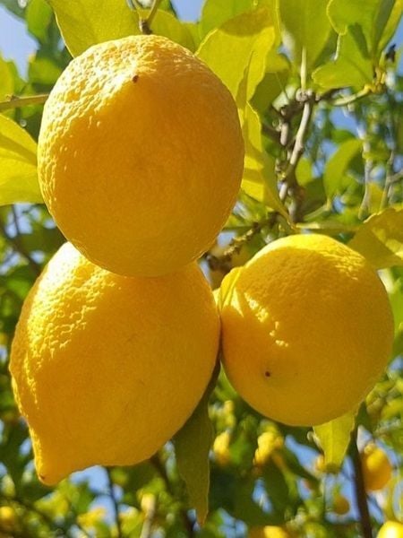 Limon Fidanı YEDİVEREN Citrus x limon Saksıda