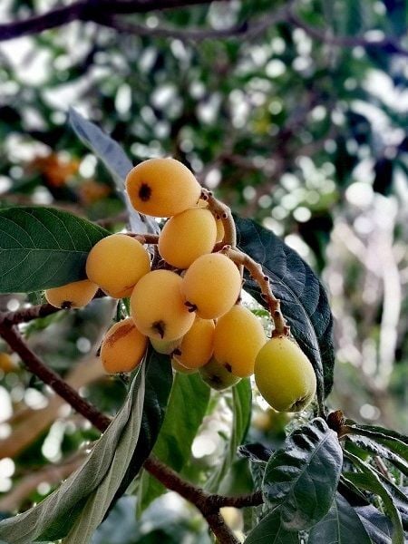 Malta Eriği Yeni Dünya Fidanı Eriobotrya japonica 60 80 cm Saksıda