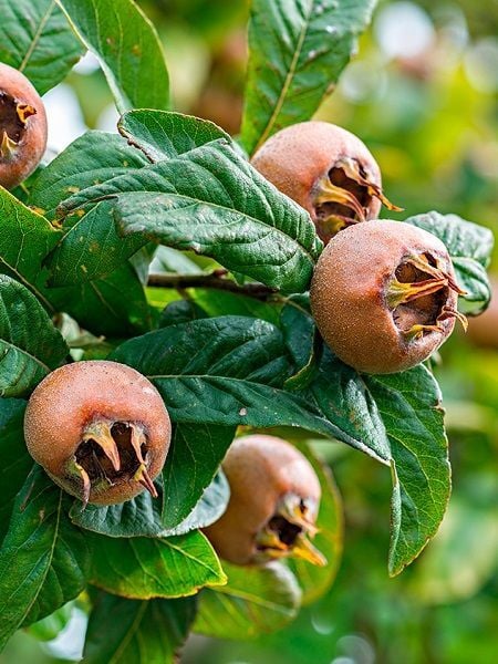 Muşmula Fidanı DÖNGEL Mespilus germanica 120 cm Saksıda