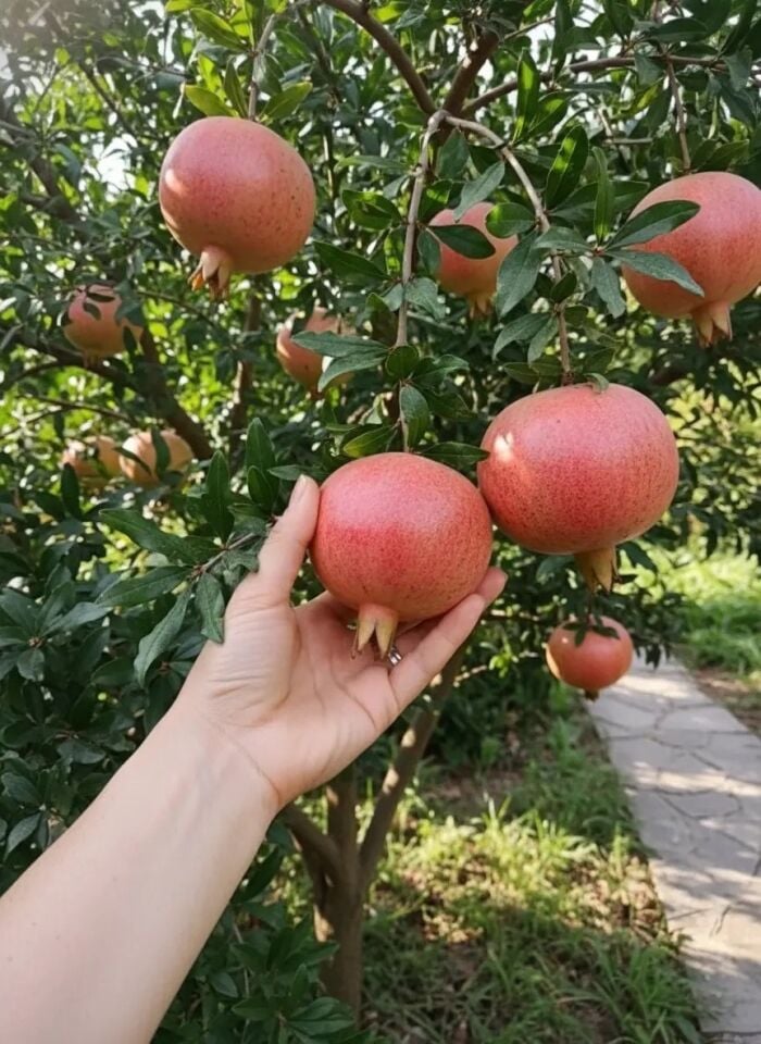 Nar Fidanı DEVE DİŞİ