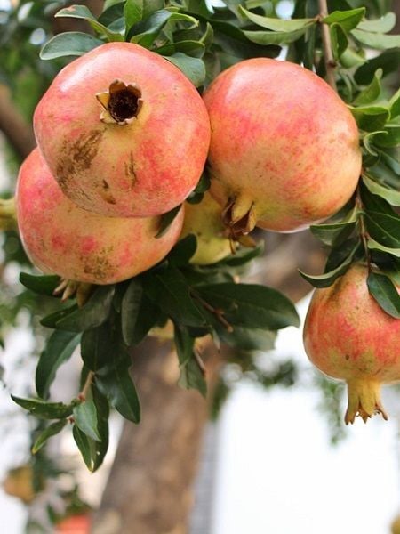 Nar Fidanı Zivzik 40 60 cm Saksıda