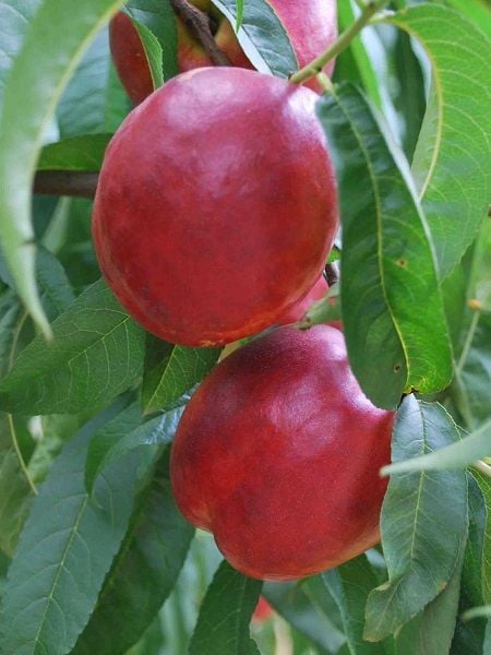 Nektarin Fidanı Arm King 120 cm