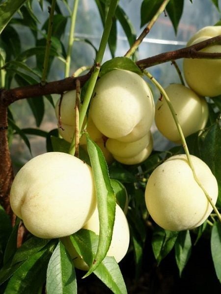 Nektarin Fidanı Bayramiç Beyazı Beyaz Nektarin 80 100 cm Saksıda