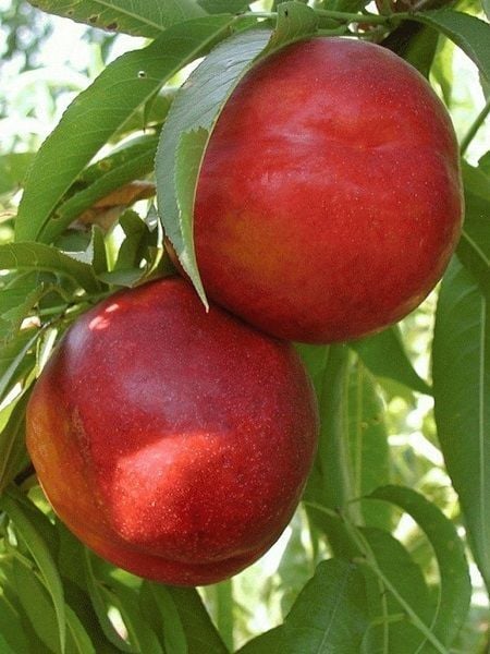 Nektarin Fidanı Caldes 2000 120 cm Saksıda