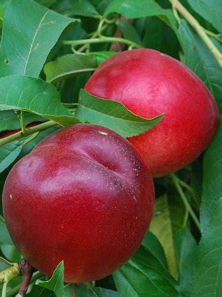 Nektarin Fidanı Venüs Erken 120 cm Saksıda