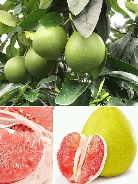 Sadok Ağaç Kavunu Citrus maxima Pomelo 60 80 cm