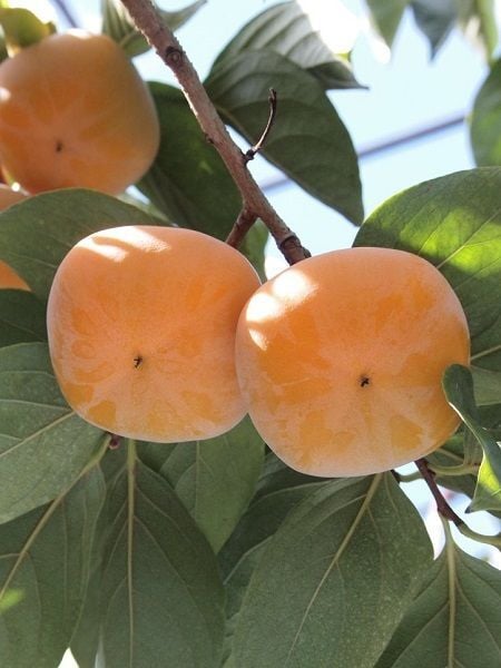 Trabzon Hurması FUYU Fidanı 80 100 cm Saksıda