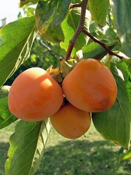 Trabzon Hurması Fidanı HACHİA 80 100 cm Saksıda