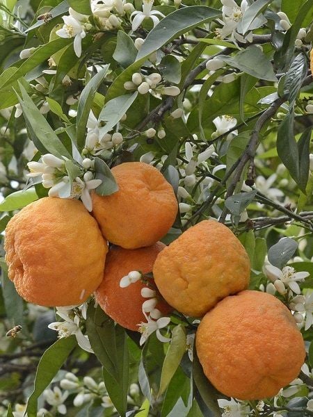 Turunç Fidanı Citrus aurantium 120 cm Saksıda