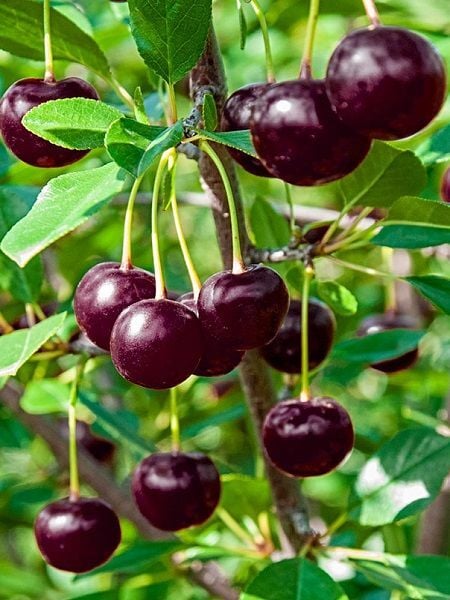 Vişne Fidanı KÜTAHYA 120 cm Saksıda