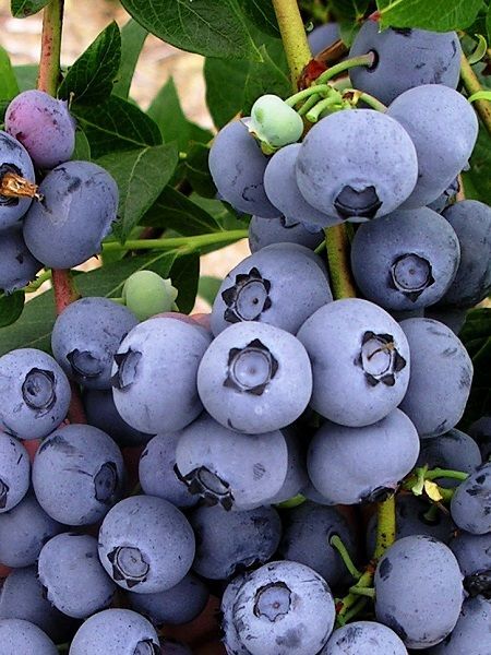 Yaban Mersini Fidanı Vaccinium corymbosum DUKE Saksıda