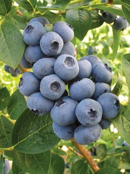 Yaban Mersini Fidanı Vaccinium corymbosum TORO Saksıda