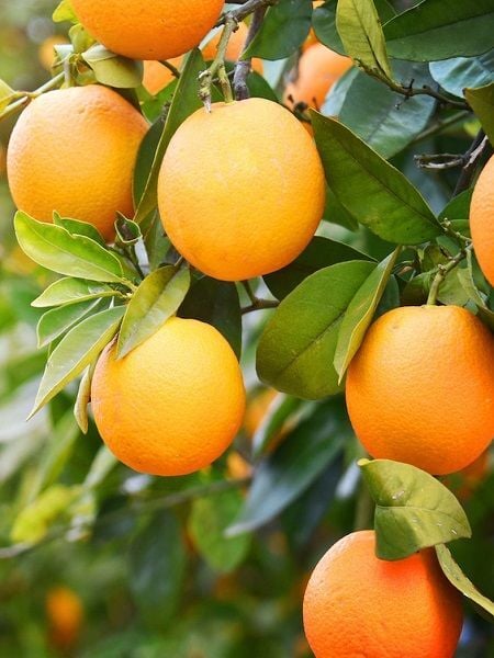 Yafa Portakalı Fidanı Şamoti Portakalı Citrus sinensis Jaffa 80 100 cm Saksıda