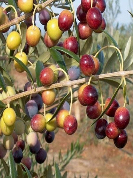 Zeytin Fidanı İspanyol Zeytini ARBEQUİNA 40-80 cm