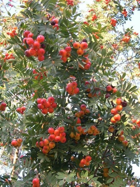Üvez Fidanı Sorbus domestica L 120 cm Saksıda