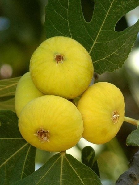 İncir Fidanı Aydın Sarı Lop 80 100 cm Saksıda