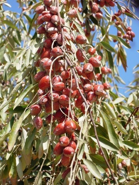 İğde Fidanı Elaeagnus angustifolia 120 cm Saksıda