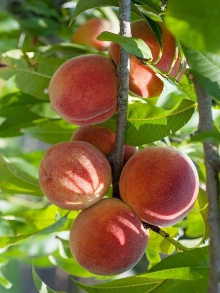 Şeftali DIXIRED Fidanı 120 cm Saksıda