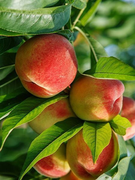 Şeftali Fidanı CRESTHAVEN 120 cm