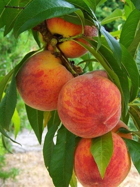 Şeftali Fidanı Glohaven 120 cm