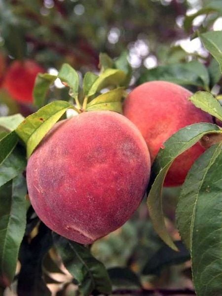 Şeftali Fidanı Hale 120 cm