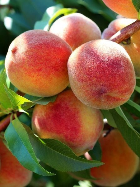 Şeftali Fidanı Junegold ERKEN 120 cm