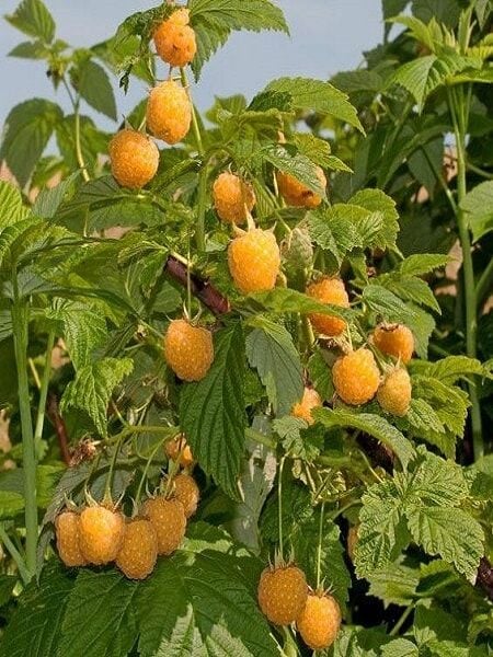 Ahududu Fidanı Sarı Yediveren Poranna Rosa 20 40 cm Saksıda